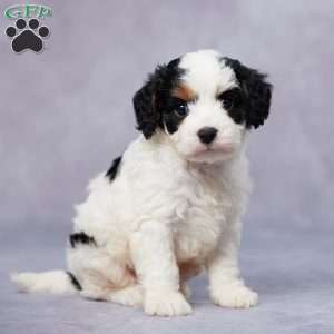 Atlas, Cavapoo Puppy